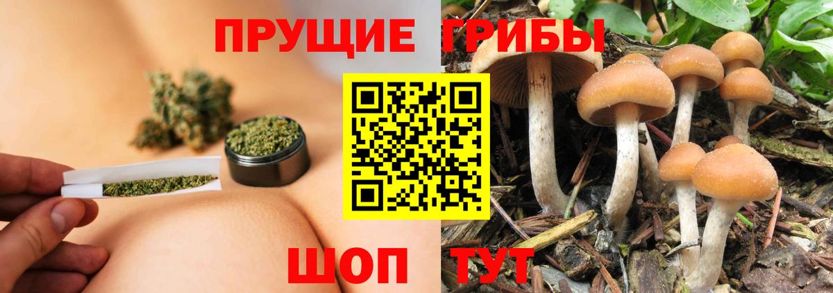 Псилоцибиновые грибы GOLDEN TEACHER Зерноград